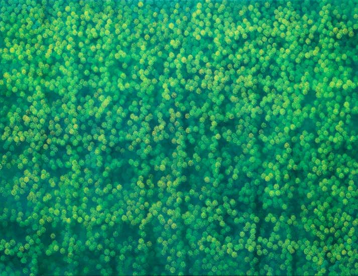 Bild Liquidambar Styraciflua